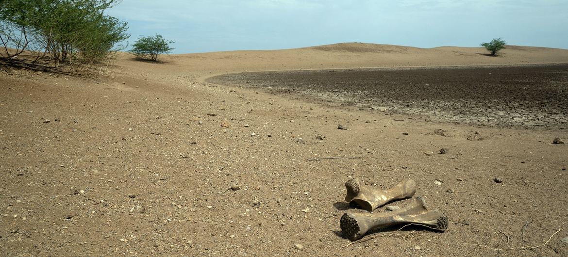 UNCCD Mwangi Kirubi Elephant bones lie by a dried-out water source in Turkana County in the north of Kenya.